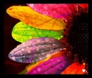 coluful flower