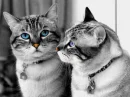 @cats that are alike