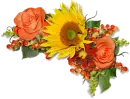 orange rose with sunflower