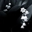 white bells