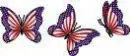 USA BUTTERFLIES
