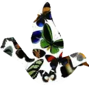 Butterfly Bird