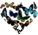 Buuterfly Heart