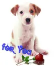 for my Friend