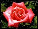rosa with glitter