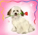 bichon frise