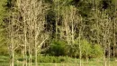 WOODS