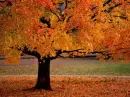 otoÃ±o