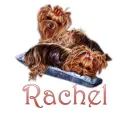 yorkies