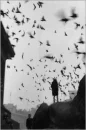 birds flying in hope