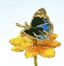 butterfly - motyl