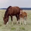 cute horses