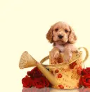 dog - pies
