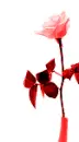 rose