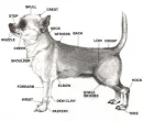 dogs