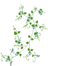 small leaves