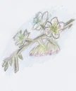 Cherry Blossoms