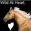 Wild Horse