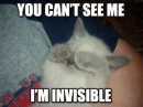 invisble Kitty