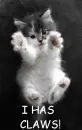 kitty claws