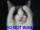 NO want kitty