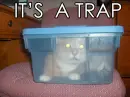 traped kitten