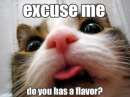 kitty lookin for flavors