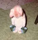 working kitty