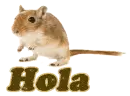 Hola