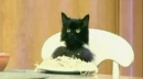 Spaghetti Cat