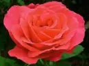 red roses 