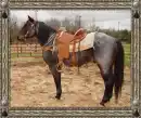 Quarter horses