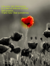 Lonely field poppy..