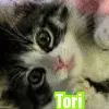 TORI-KITTEN ICON