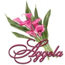 Pink Lily: Aggela