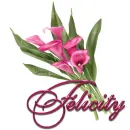 Pink Lily: Felicity