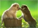 cute dogs