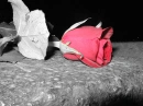 dying rose