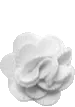 white rose