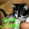 TABI WITH CUTE KITTEN