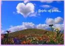 fields of love