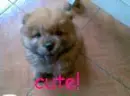 Kimi