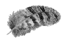 feather