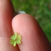 four leaf Clover