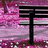 pink autumn