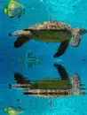 Sea Turtle