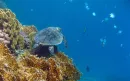 Sea Turtle