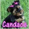 CANDACE WITH CUTE YORKIE PUPPY