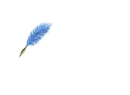 Marco written with blue feather