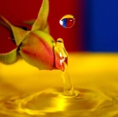 Rose with Water